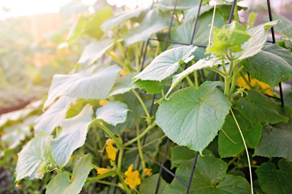 Garden Tools & Gadgets