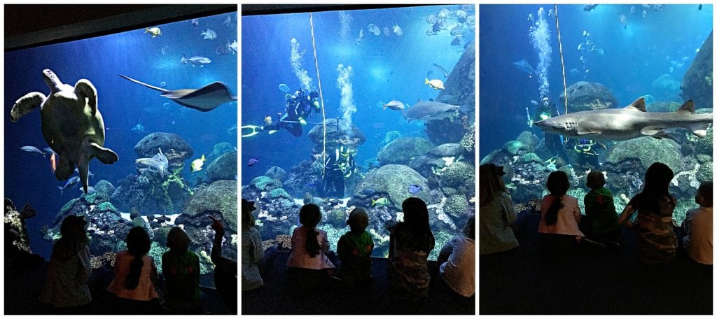 must-see Chattanooga attractions - The everyday mom life 