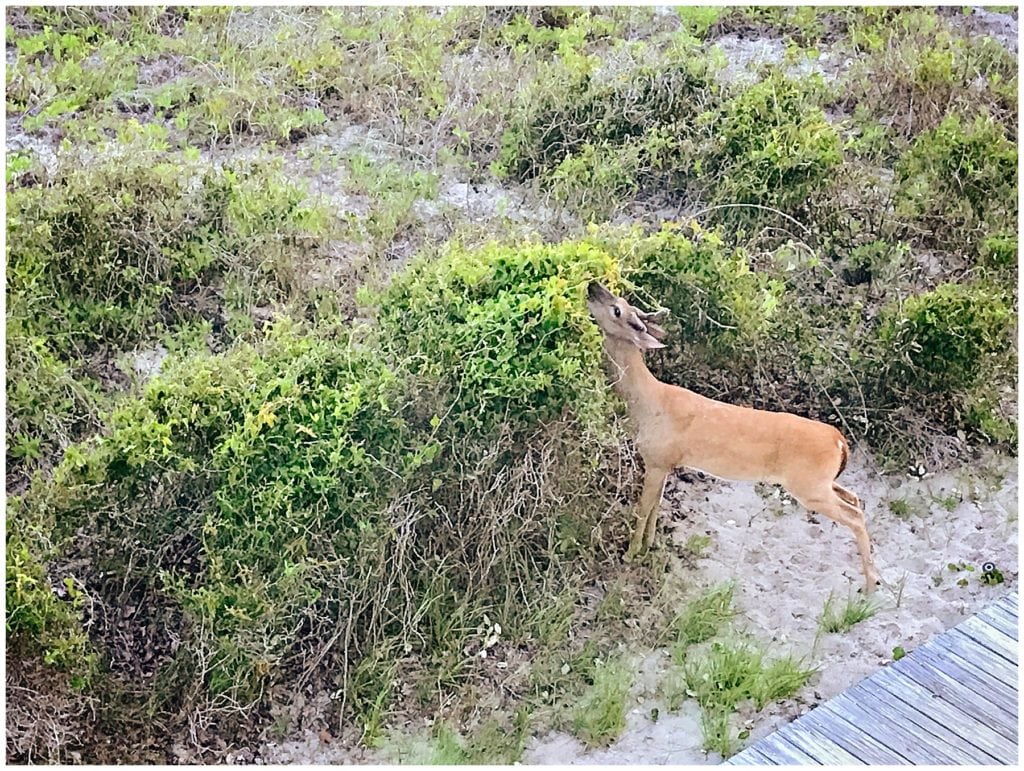 Seabrook Island - The Everyday Mom Life