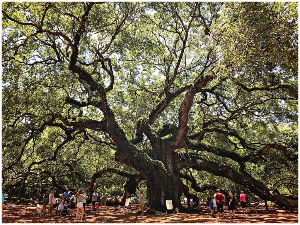 Seabrook Island - The Everyday Mom Life