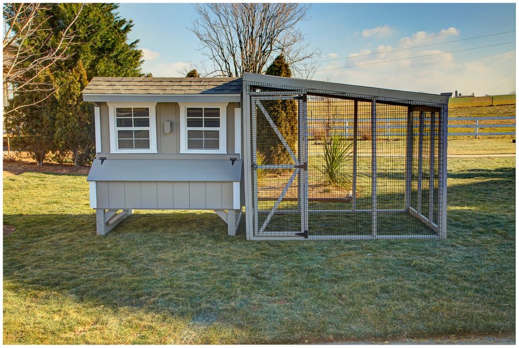 Should I get backyard chickens