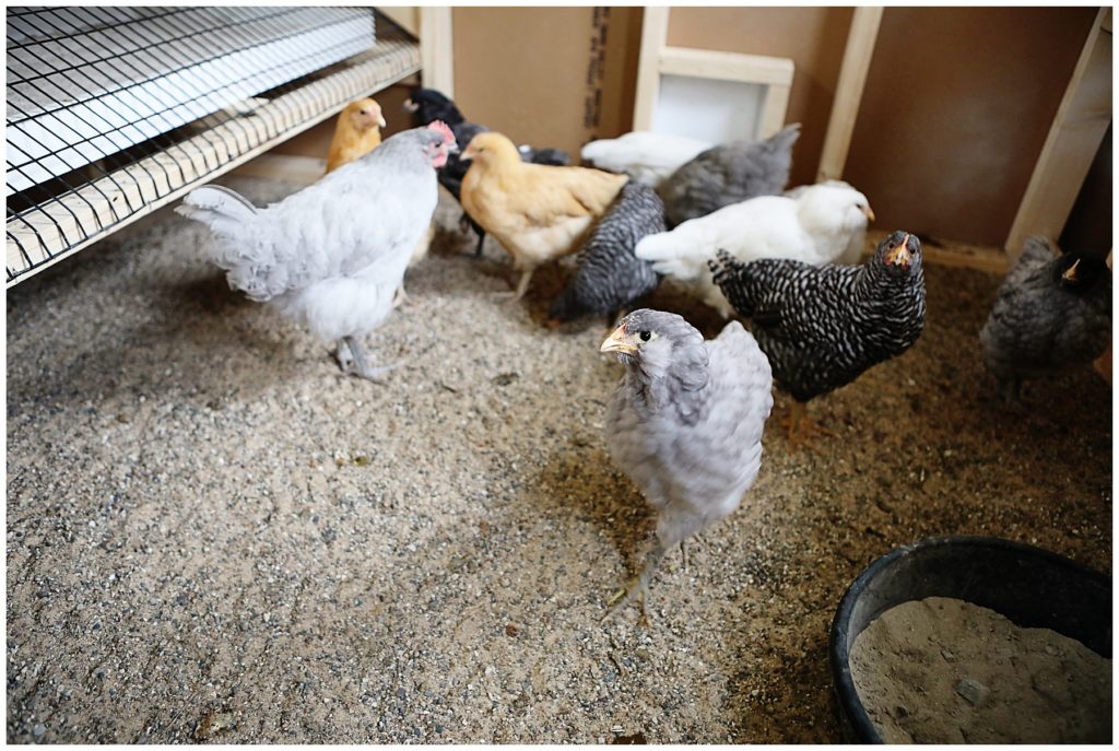 Should I get backyard chickens