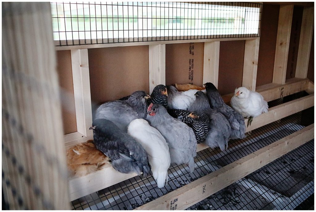 Should I get backyard chickens