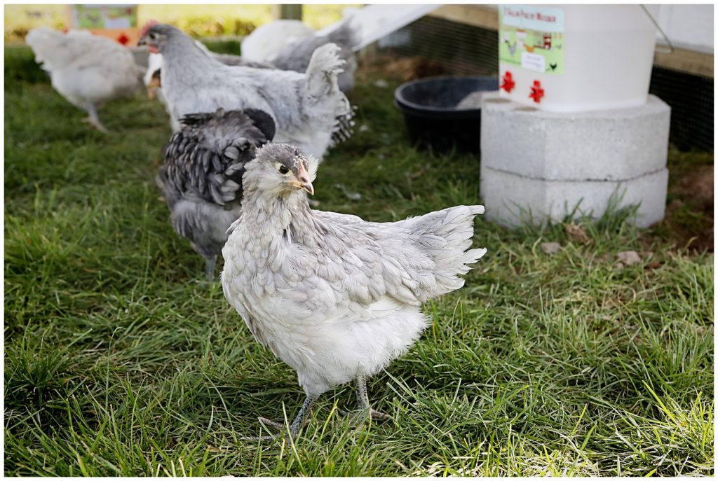 Should I get backyard chickens