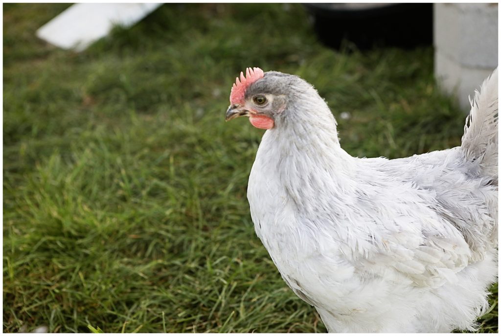 Should I get backyard chickens