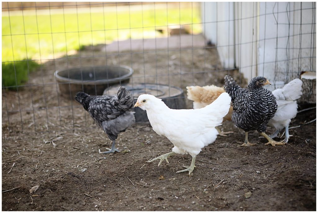 Should I get backyard chickens