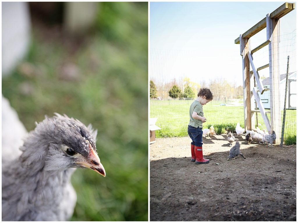 Should I get backyard chickens