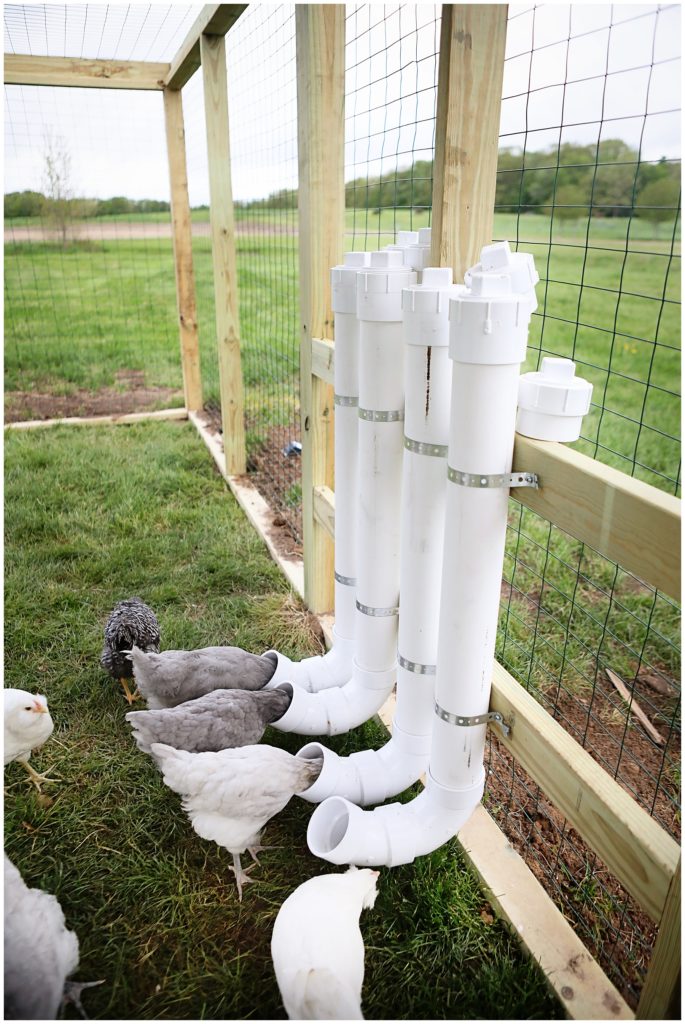 Should I get backyard chickens