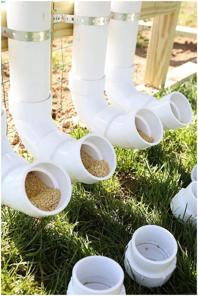 Should I get backyard chickens