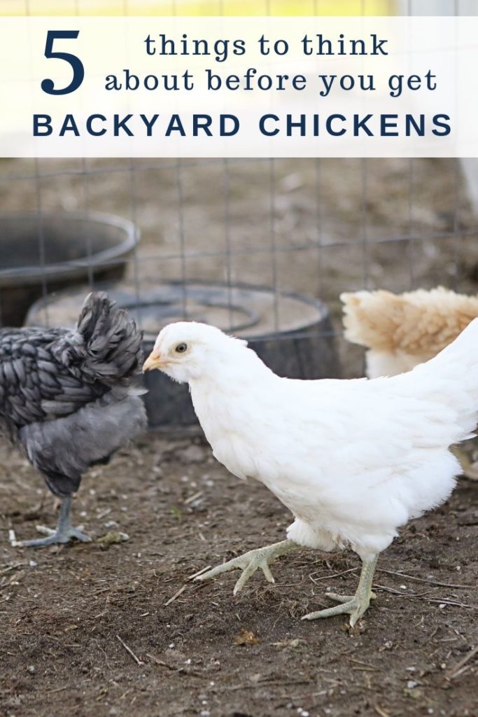 Should you get backyard chickens