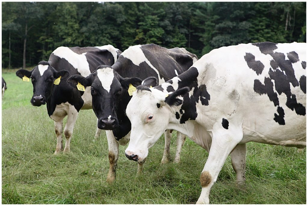 7 Reasons To Choose Organic Dairy Organic Yogurt For Your Family