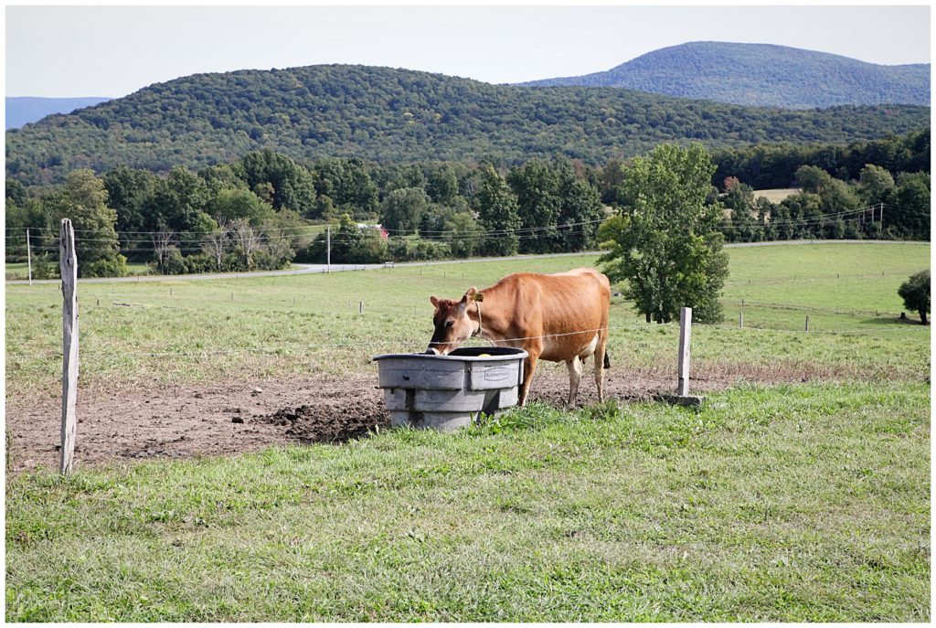 7 Reasons To Choose Organic Dairy Organic Yogurt For Your Family