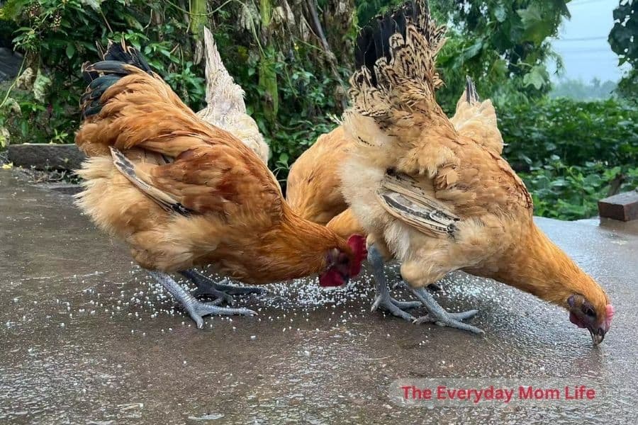 Chickens Eating Uncooked Rice