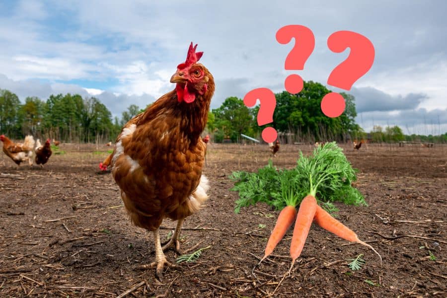 can chickens eat carrots