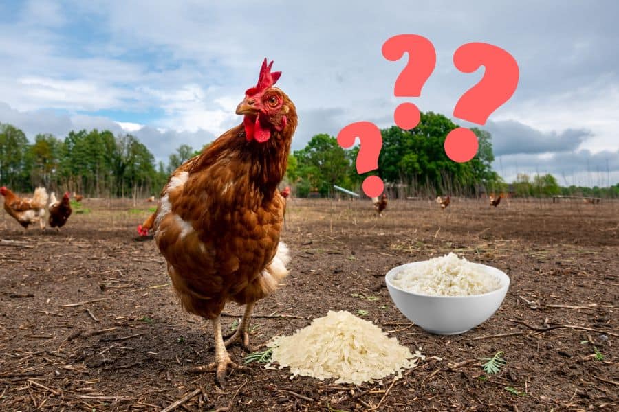 can chickens eat rice