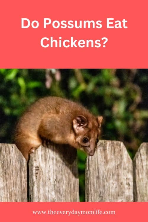 do possums eat chickens