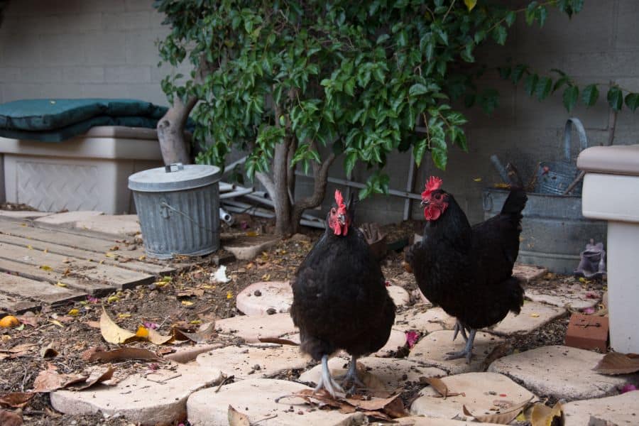 Australorp