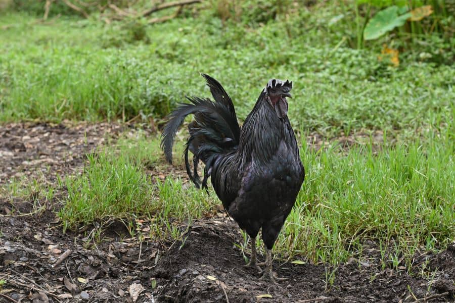 Black Chicken