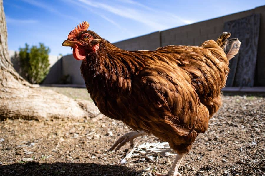 Brown Chicken