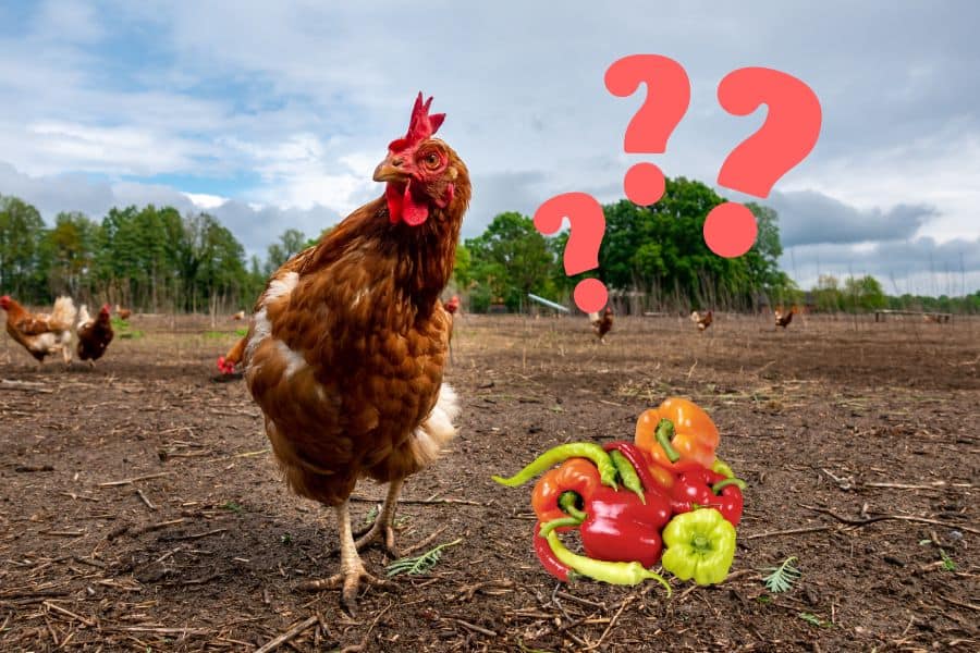 Can Chickens Eat Peppers