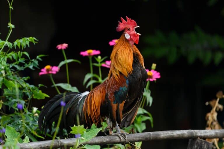 How To Stop A Rooster From Crowing 9 Ways To Restore Peace