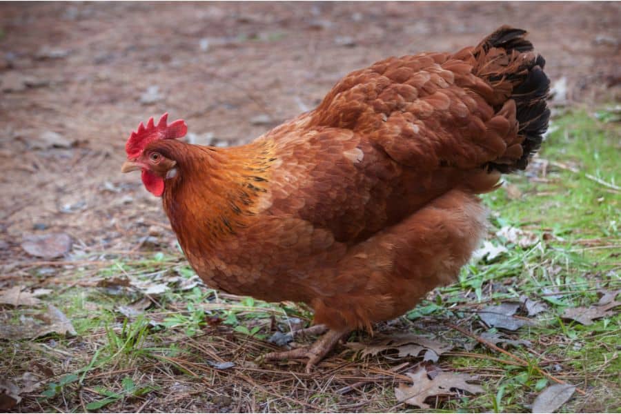 Cinnamon Chicken(Rhode Island Red)