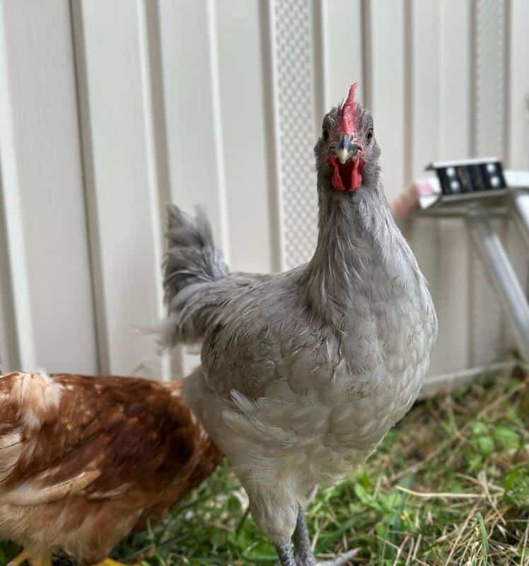 Gray chicken