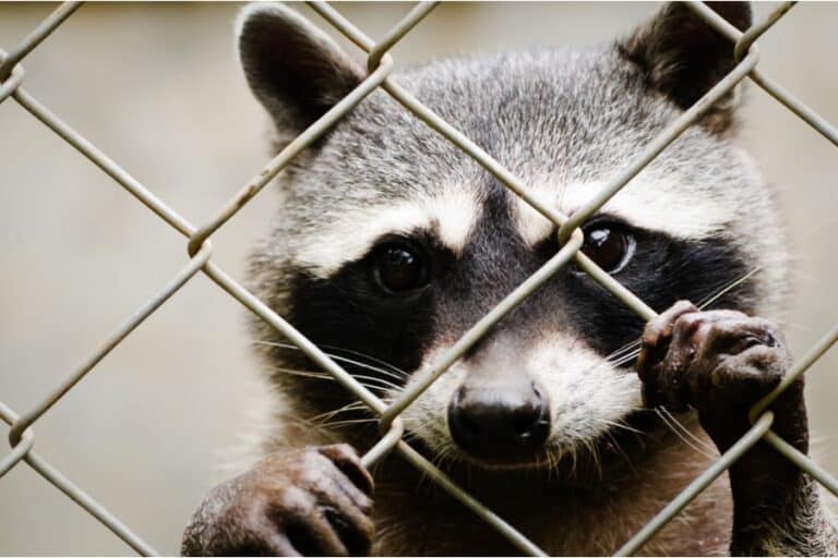 Do Raccoons Eat Chickens 9 Ways To Conquer The Battle