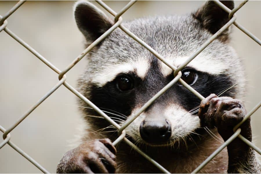 Keep Your Chickens Safe from Raccoons