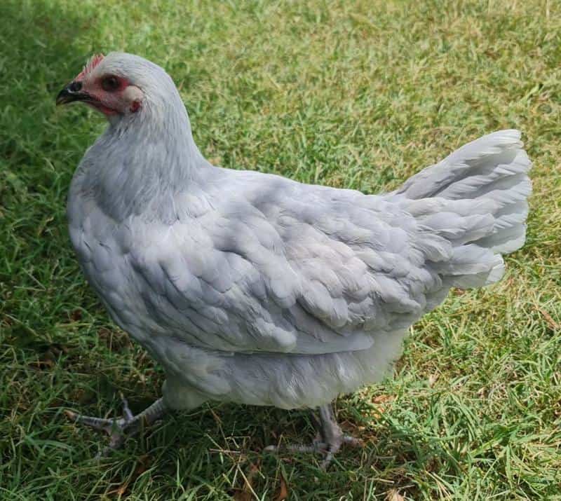 Lavender chicken