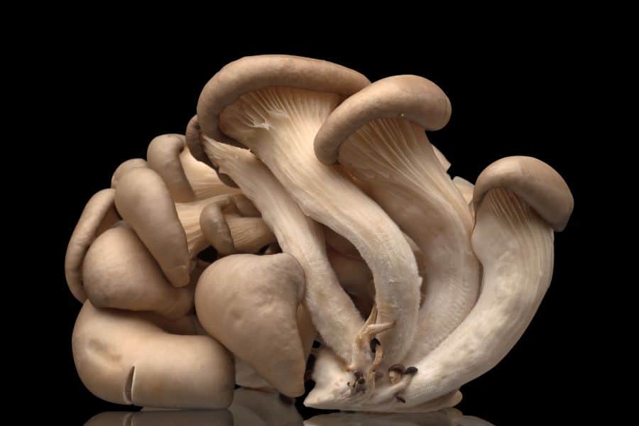 Oyster Mushrooms