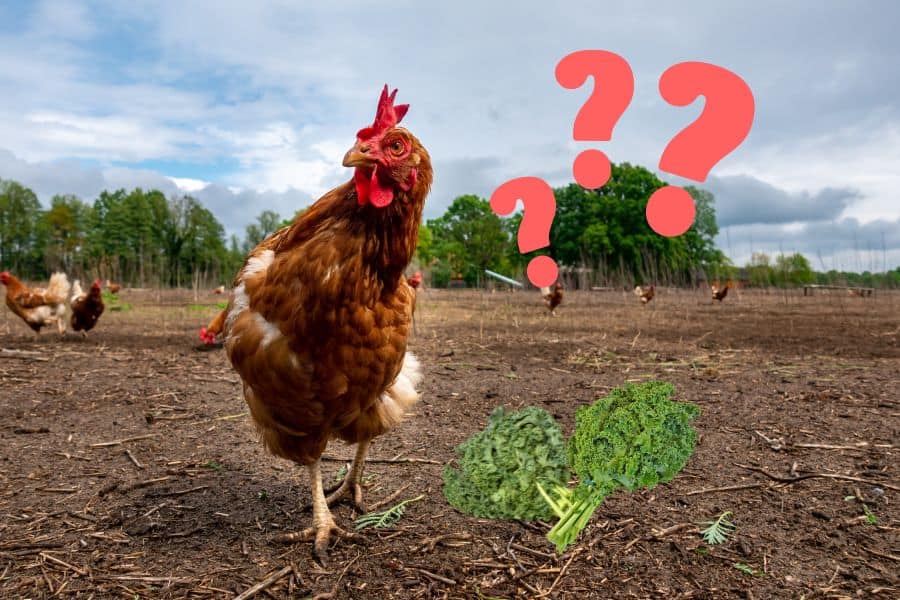 can chickens eat kale