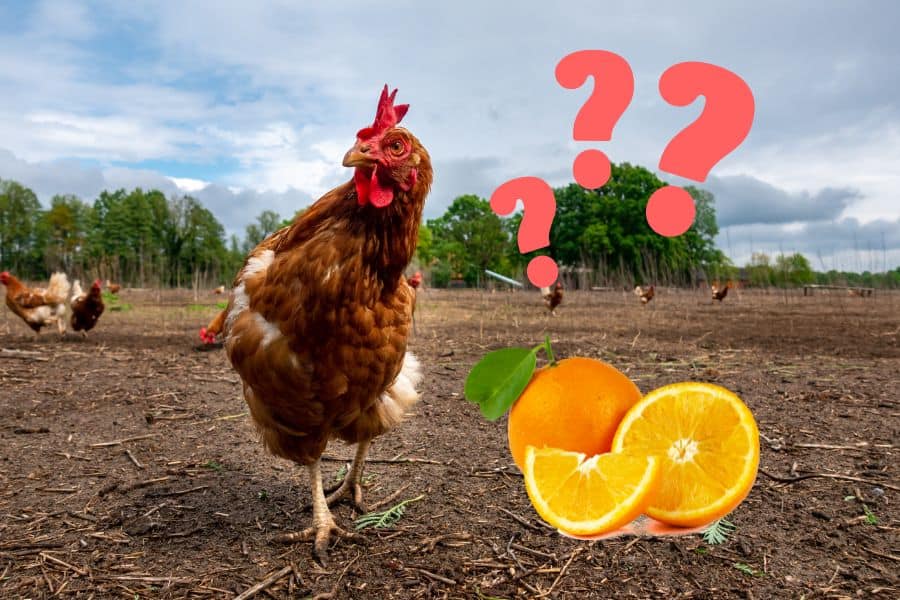 can chickens eat oranges