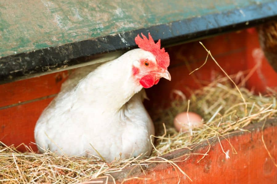 Thin-Shelled Chicken Eggs: Causes and Cure