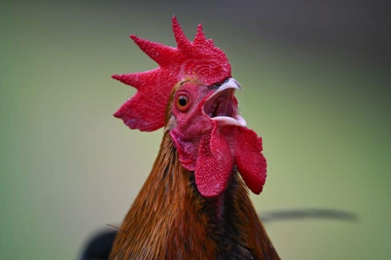 How To Stop A Rooster From Crowing 9 Ways To Restore Peace