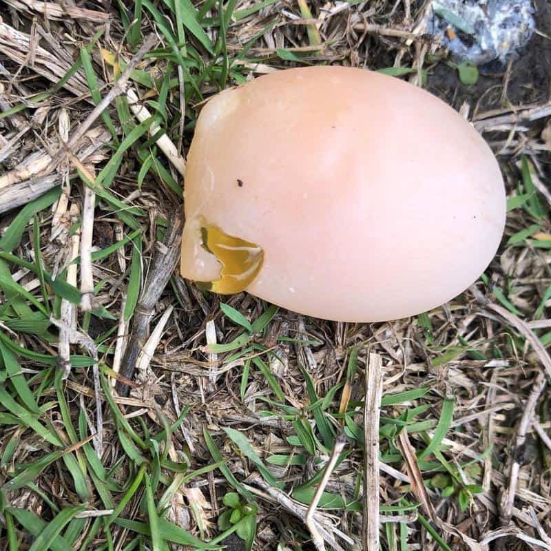 soft shell egg 2