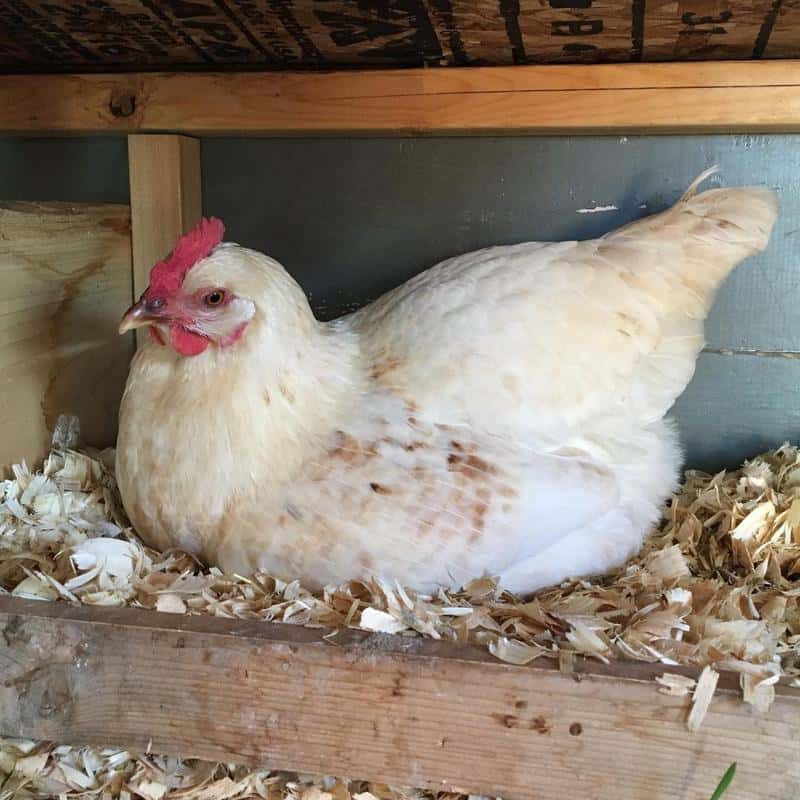 Amberlink Chicken Laying Egg