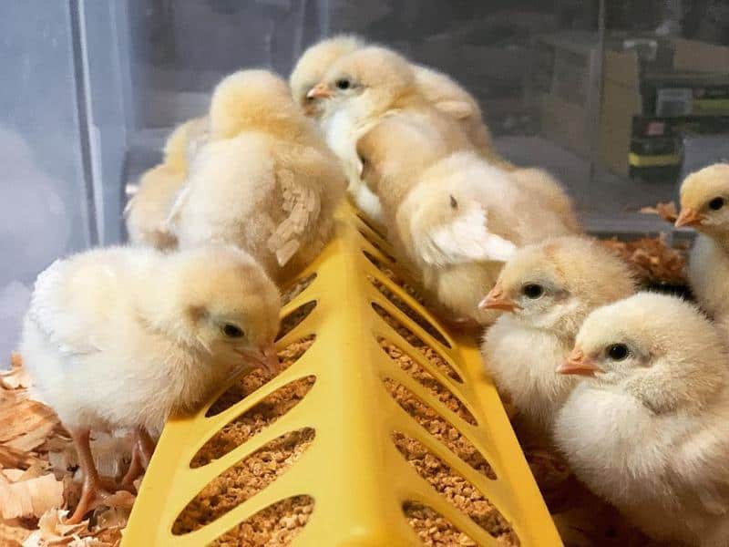 Amberlink Chicks