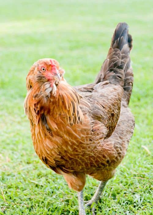 Ameraucana Chicken