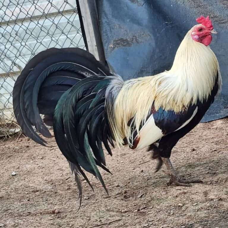 Top 9 Fighting Roosters Breeds & How To Spot The Best One