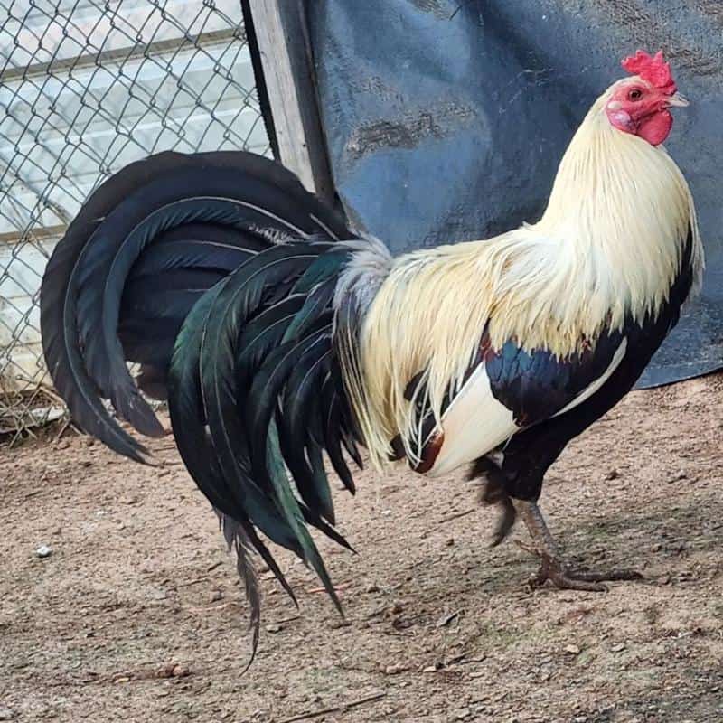 American Gamefowl