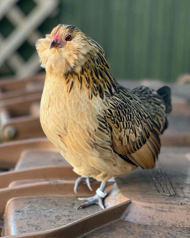 Belgian d’Anvers Chickens