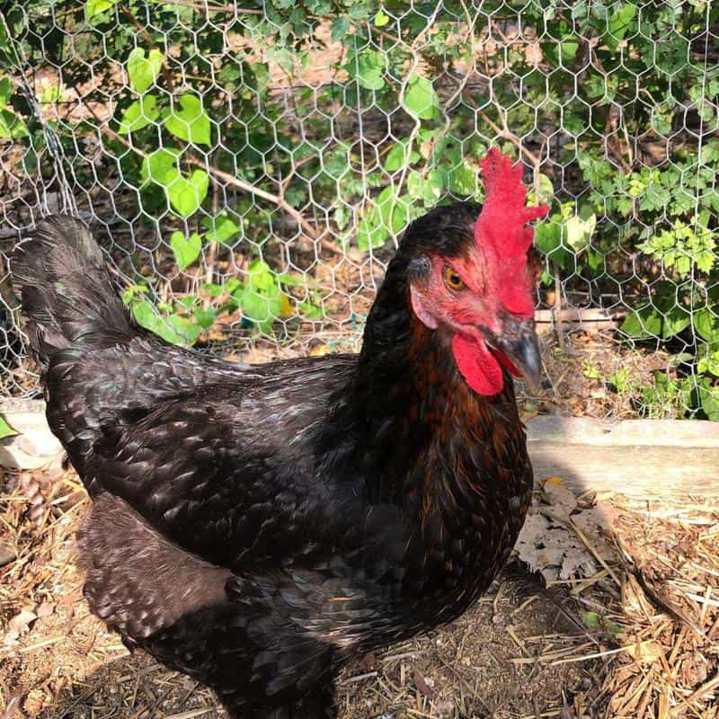 Black Star Chicken Appearance