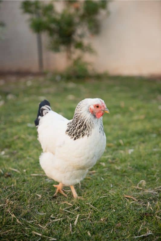 Brahma Bantam