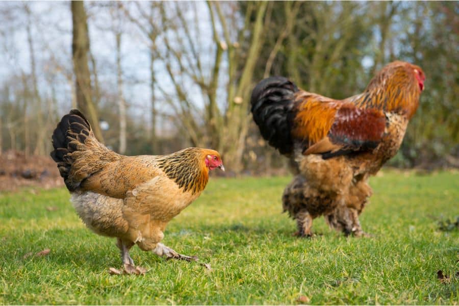 Brahma Chickens