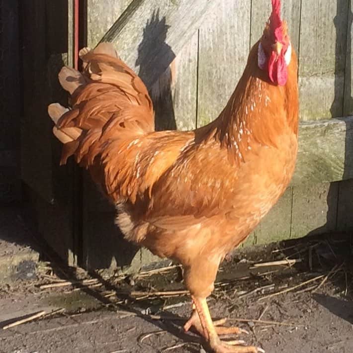 Buff Leghorn