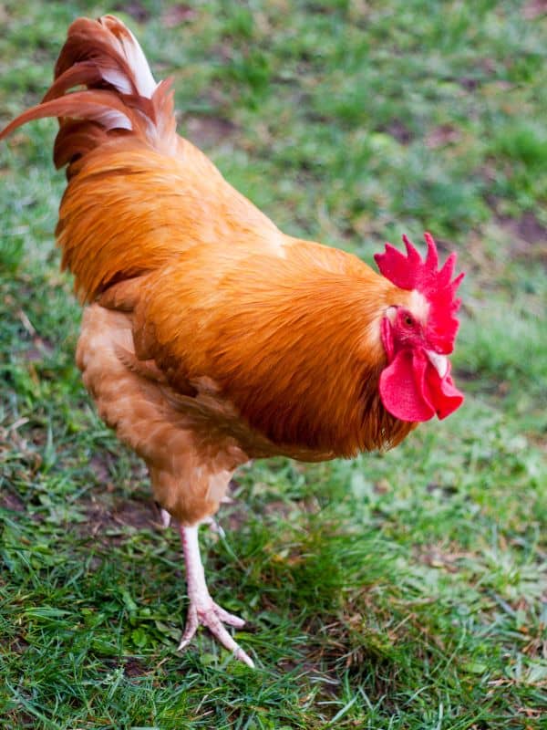 Buff Orpington