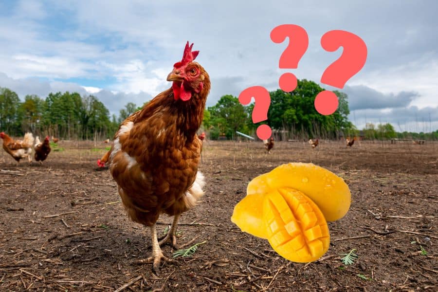 Can Chickens Eat Mango