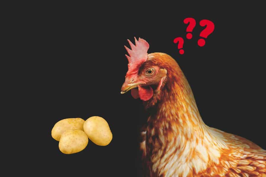 Can Chickens Eat Potatoes