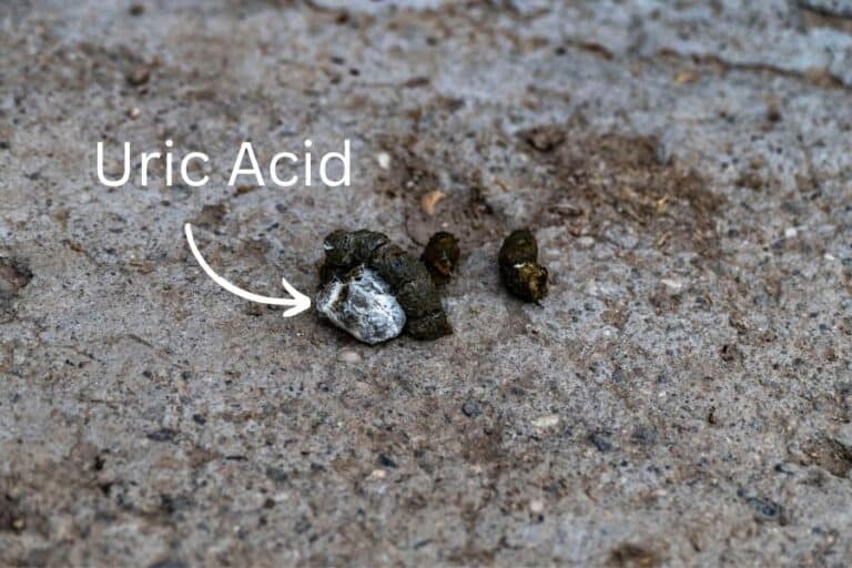 Do Chickens Pee In the Manner You Don't Know